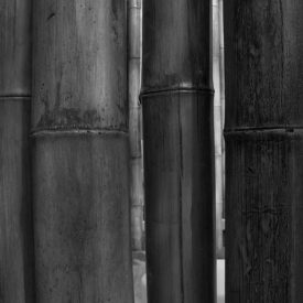 Bambú Caña | Duralmond